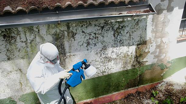 Trusted Mold Testing service in Flanders, NY - Cheap Mold Removal